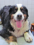 Lindsay,de lieve berner sennen, hier in volle glorie!